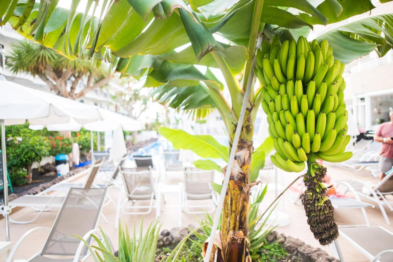 Adults Only Sunny Quiet Apartment In Center Of Las Americas 아로나 외부 사진